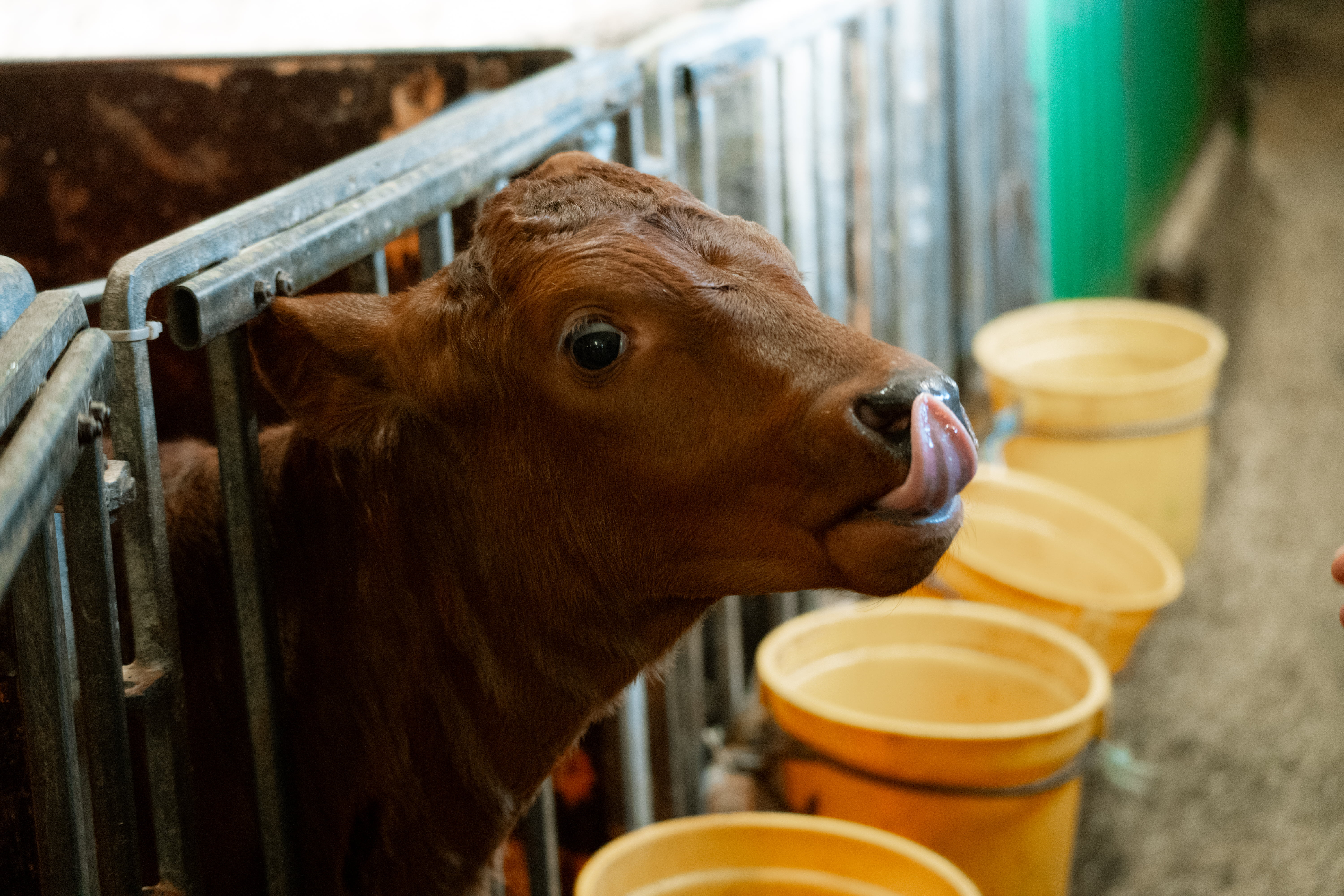 Ku står i en bås og slikker seg rundt munnen. Det er gule bøtter langs kanten og metallgjerder rundt.